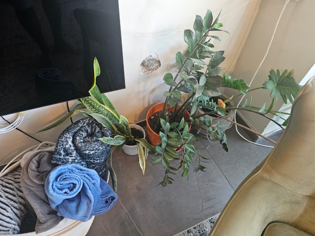 עציץ על שולחן העבודה